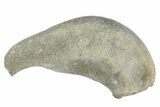 Fossil Whale Ear Bone - Miocene #177817-1